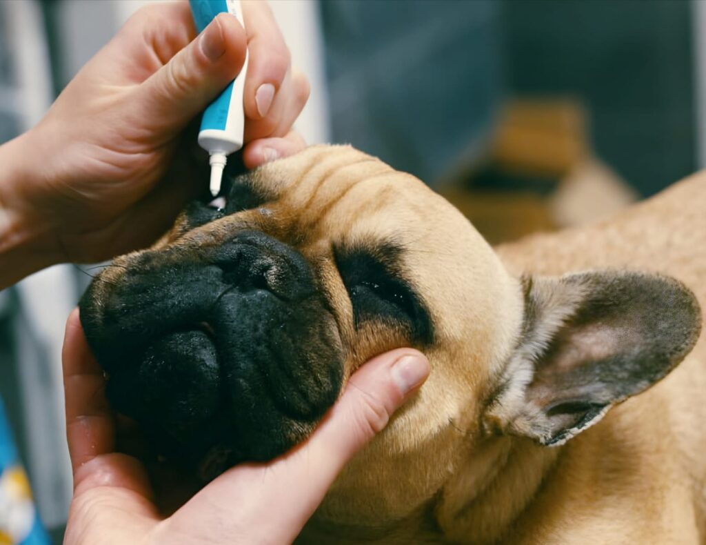 Top Eye Drops for Treating Eye Infections in French Bulldogs