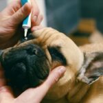 Top Eye Drops for Treating Eye Infections in French Bulldogs