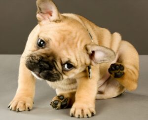 How to Treatment Dry Skin on French Bulldogs Naturally