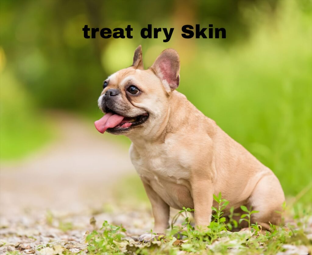How to Treatment Dry Skin on French Bulldogs Naturally
