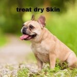 How to Treatment Dry Skin on French Bulldogs Naturally