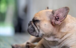 How to Treatment Dry Skin on French Bulldogs Naturally