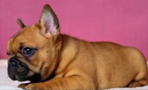 Purple French Bulldog Puppies: The Fiery Darlings of the Frenchie World