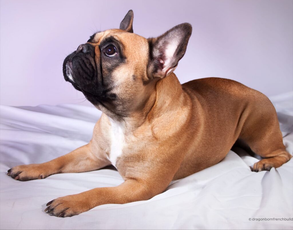 Purple French Bulldog Puppies: The Fiery Darlings of the Frenchie World