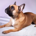 Purple French Bulldog Puppies: The Fiery Darlings of the Frenchie World