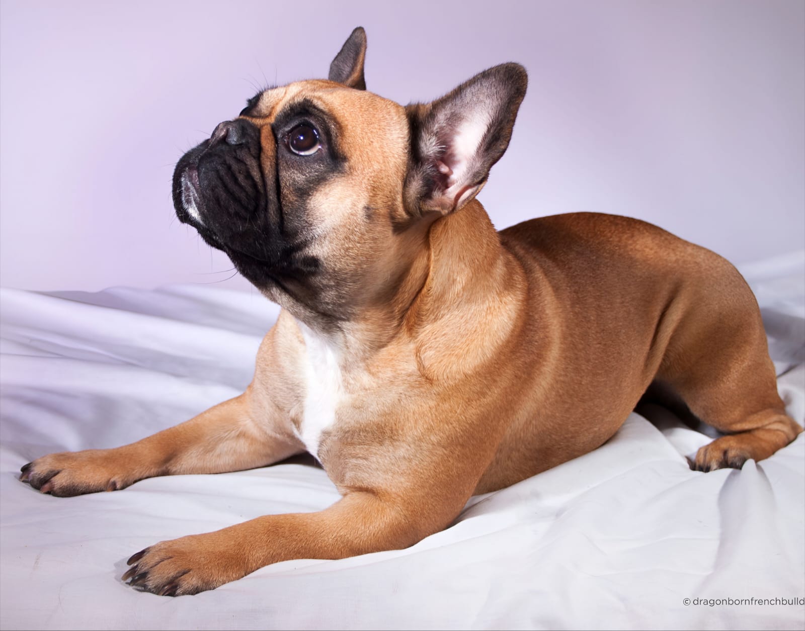Purple French Bulldog Puppies: The Fiery Darlings of the Frenchie World