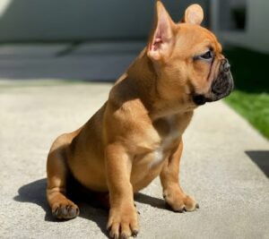 Purple French Bulldog Puppies: The Fiery Darlings of the Frenchie World