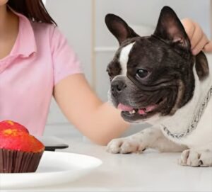 How to Select the Optimal Diet for a French Bulldog