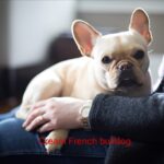 Cream French Bulldog: The Rare Gem of the Frenchie World