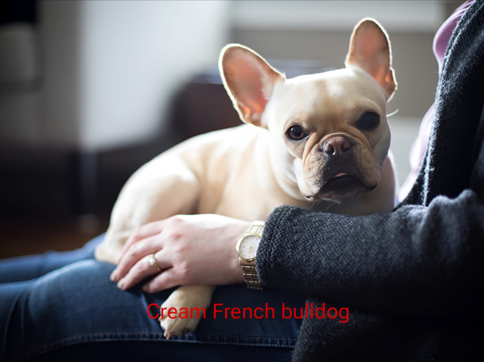 Cream French Bulldog: The Rare Gem of the Frenchie World