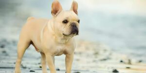 Cream French Bulldog: The Rare Gem of the Frenchie World