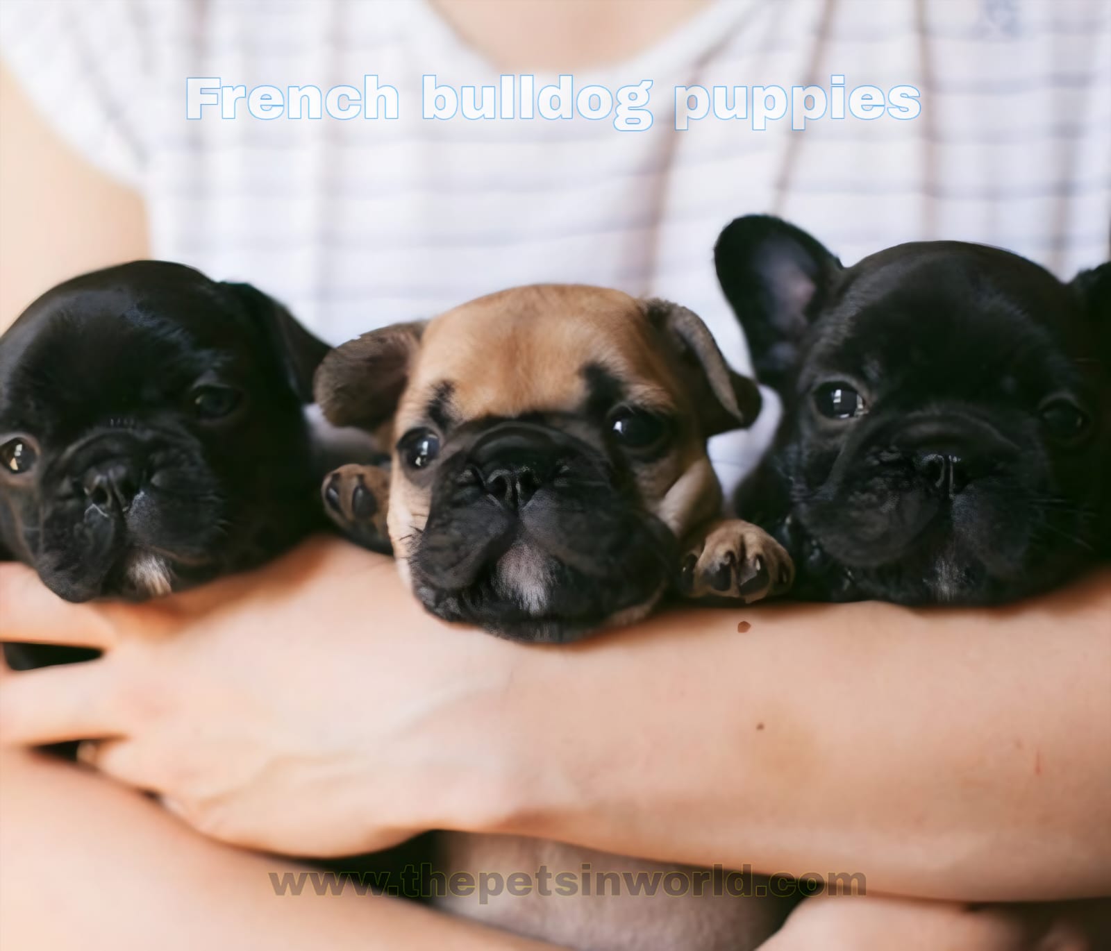 How to Choose a Healthy French Bulldog Puppy: The Ultimate Guide How to Choose a Healthy French Bulldog Puppy: The Ultimate Guide