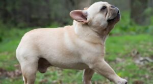 Cream French Bulldog: The Rare Gem of the Frenchie World