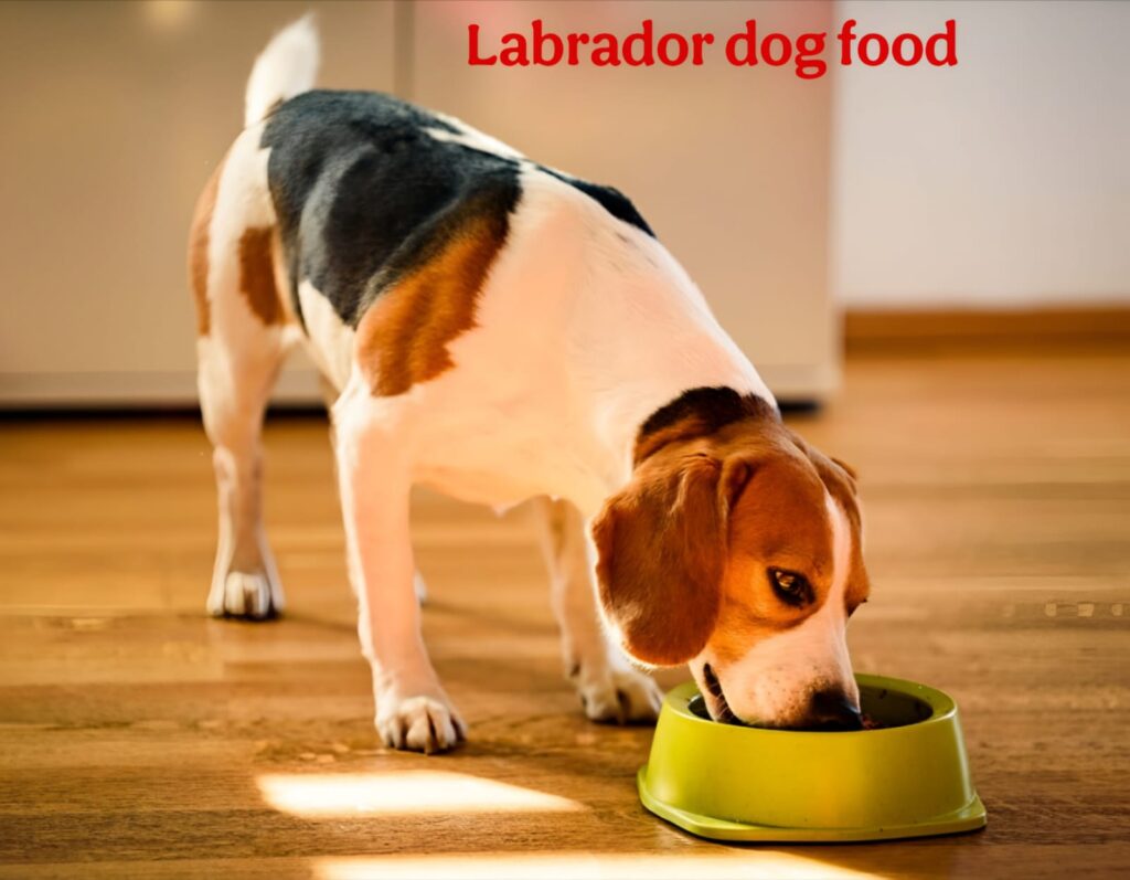 Best Food for Labrador Dogs: What Every Owner Should Know