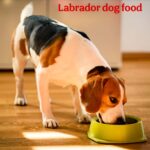 Best Food for Labrador Dogs: What Every Owner Should Know