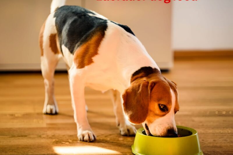 Best Food for Labrador Dogs: What Every Owner Should Know