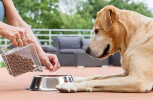 Best Food for Labrador Dogs: What Every Owner Should Know