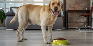 Best Food for Labrador Dogs: What Every Owner Should Know