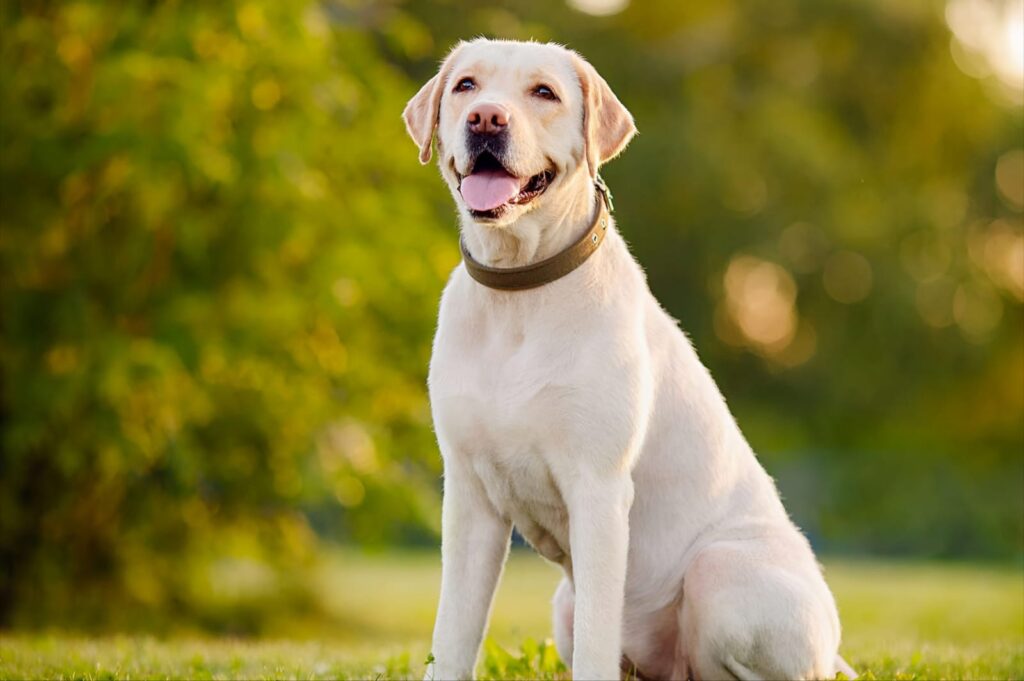 Labrador Dog Types: A Complete Guide to the World’s Favorite Companion