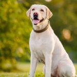 Labrador Dog Types: A Complete Guide to the World’s Favorite Companion