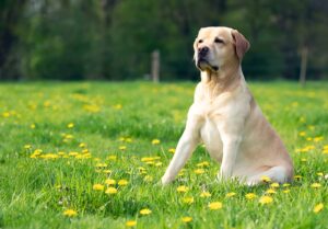 Labrador Dog Types: A Complete Guide to the World’s Favorite Companion