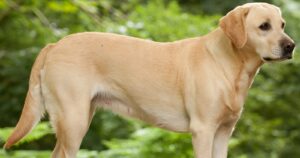 Labrador Dog Types: A Complete Guide to the World’s Favorite Companion