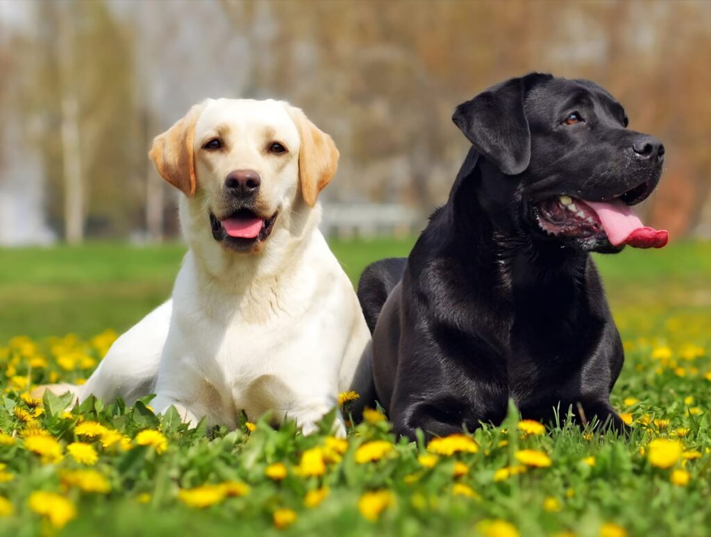 The English Labrador Dog: A Loyal Friend with a Gentle Soul