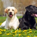 The English Labrador Dog: A Loyal Friend with a Gentle Soul
