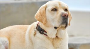 The English Labrador Dog: A Loyal Friend with a Gentle Soul