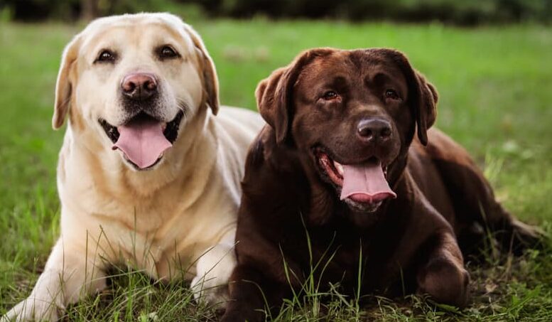 Heatstroke in Labrador Dogs โ Signs, Causes, and Prevention Heatstroke in Labrador Dogs โ Signs, Causes, and Prevention