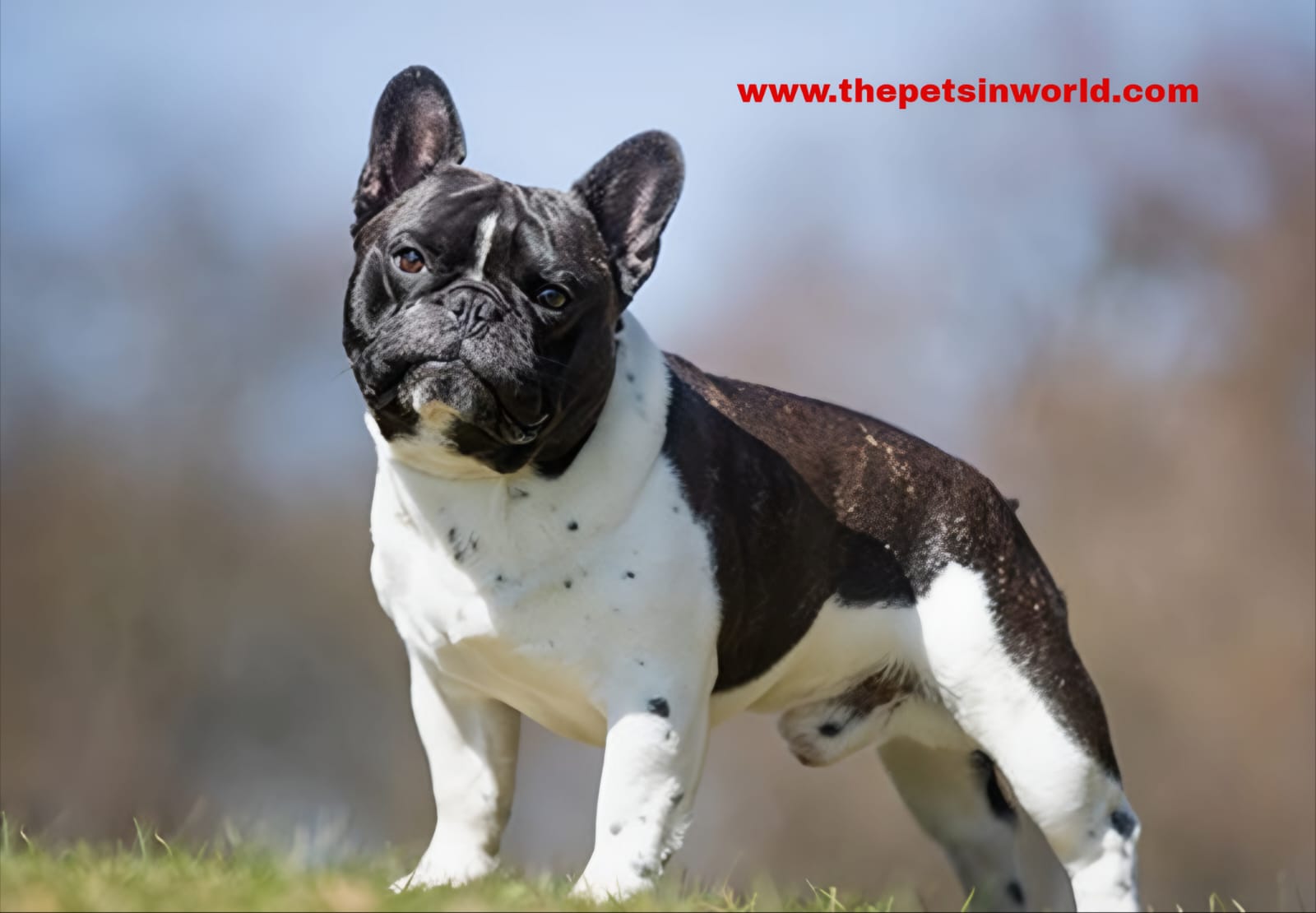 French Bulldog Common Health Problems Affecting Lifespan French Bulldog Common Health Problems Affecting Lifespan