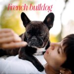 The Adorable World of French Bulldogs 🐶🇫🇷