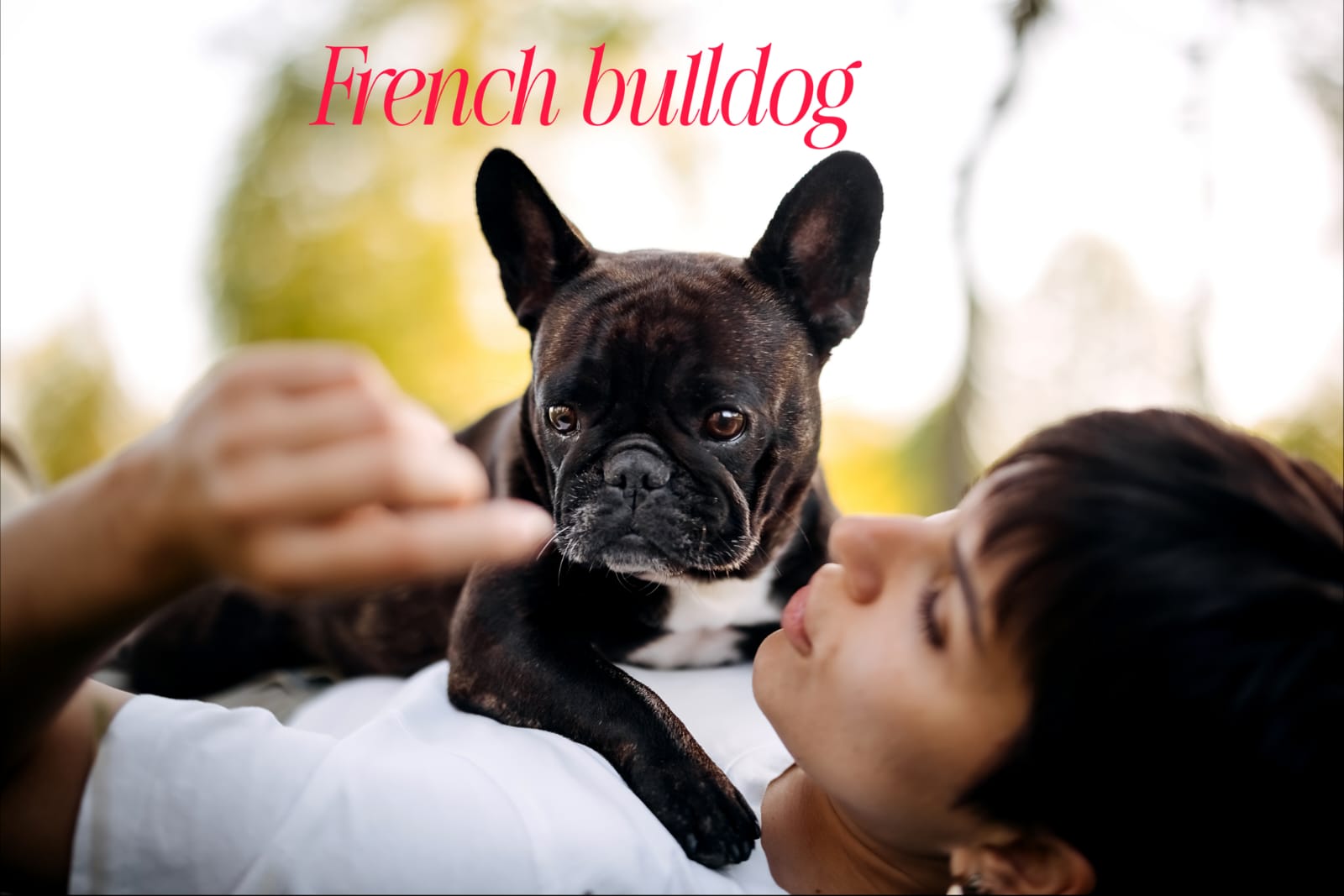 The Adorable World of French Bulldogs 🐶🇫🇷 The Adorable World of French Bulldogs 🐶🇫🇷