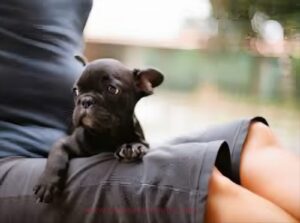 The Adorable World of French Bulldogs 🐶🇫🇷